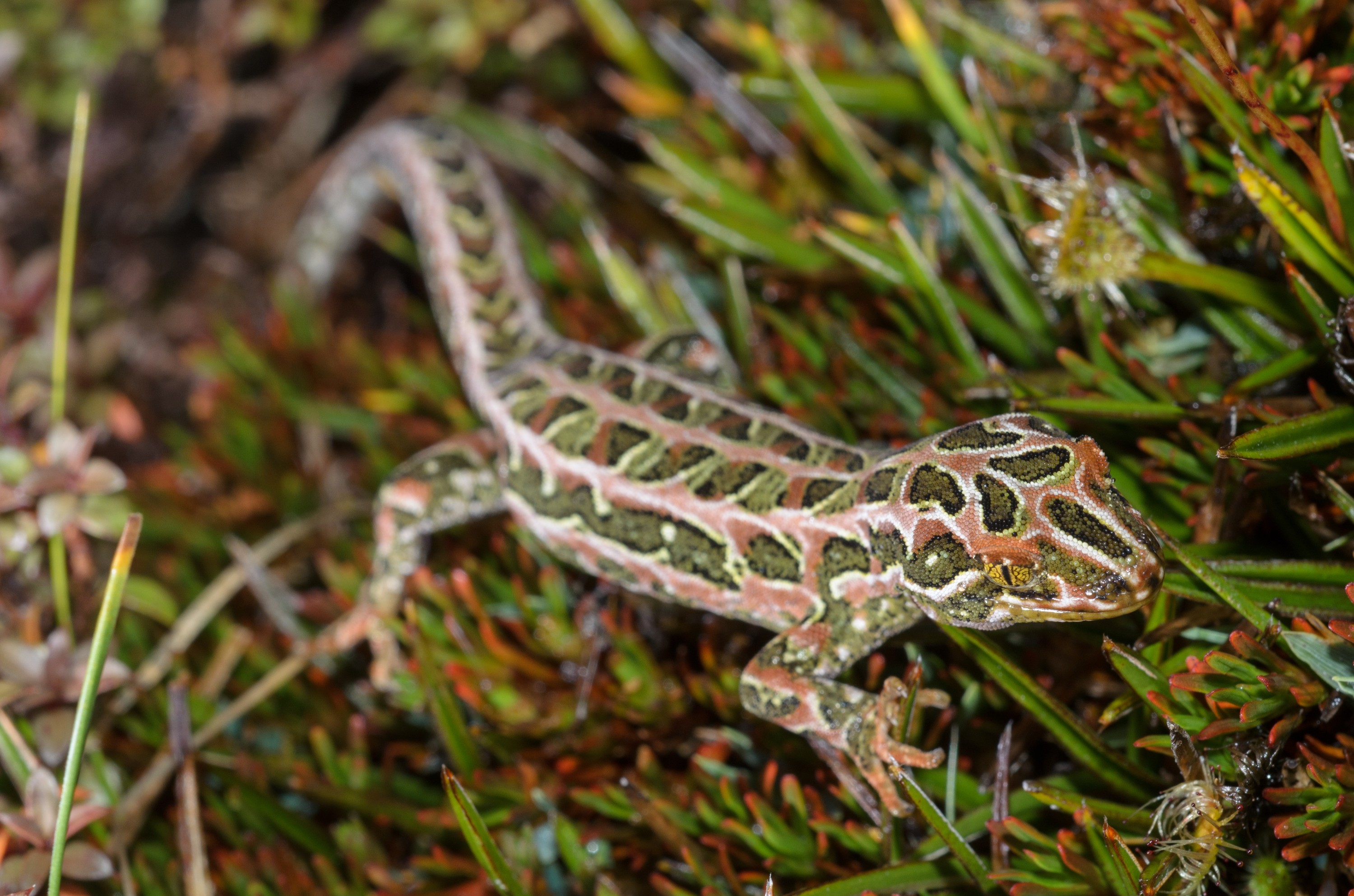 DSC_2921 – Adventure, Crispin, Hoplodactylus, Island, March 2017, National Park, New, New Zealand, Rakiura, South, Stewart, Tukutuku rakiurae, Zealand, amazing, gecko, harlequin gecko, rare, stunning